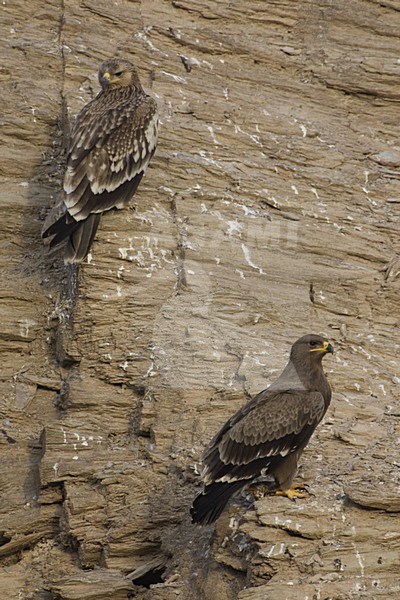 Keizerarend in zit; Asian Imperial Eagle perched stock-image by Agami/Daniele Occhiato,