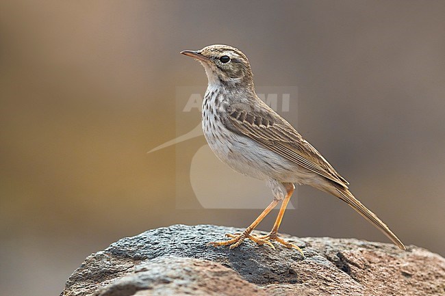 Berthelot's Pipit; Anthus berthelotii stock-image by Agami/Daniele Occhiato,