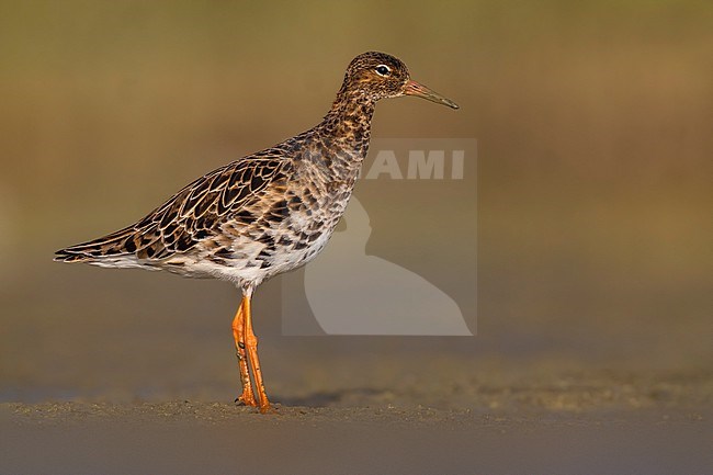 Ruff (Philomachus pugnax) in Italy. stock-image by Agami/Daniele Occhiato,