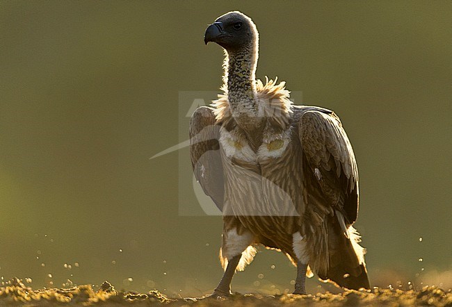 White-backed Vulture (Gyps africanus) stock-image by Agami/Bence Mate,