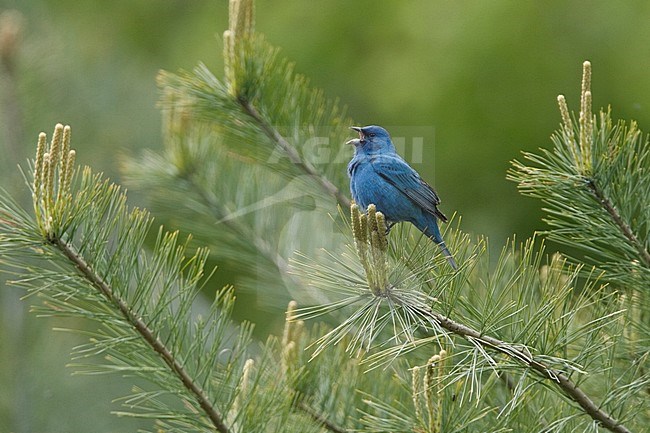 Adult spring male Indigo Bunting (Passerina cyanea) singing from a top of a pine branch in Long Pont, Ontario, Canada. stock-image by Agami/Glenn Bartley,