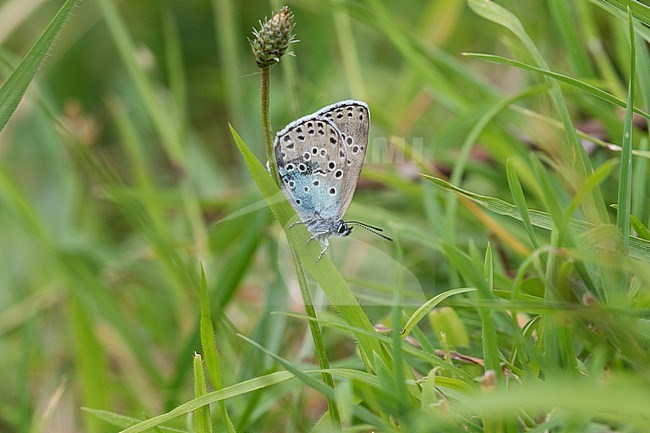 Large Blue, Collard Hill, Somerset, June 2015 (Steve Gantlett). stock-image by Agami/Steve Gantlett,