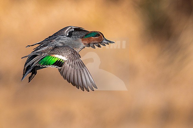 Male Eurasian Teal (Anas crecca) in Italy. In flight. stock-image by Agami/Daniele Occhiato,