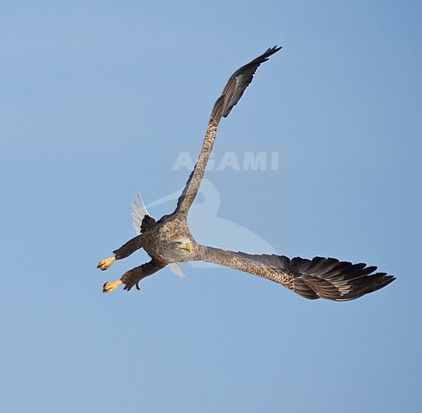 Zeearend volwassen; White-tailed Eagle adult stock-image by Agami/Marc Guyt,