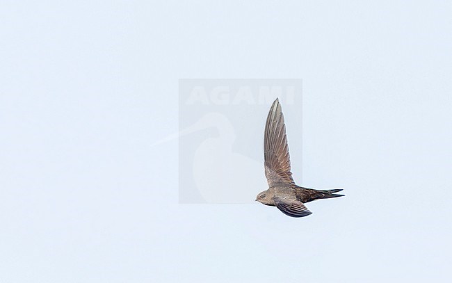 Plain Swift (Apus unicolor) in flight on the island Madeira, Portugal. stock-image by Agami/Marc Guyt,