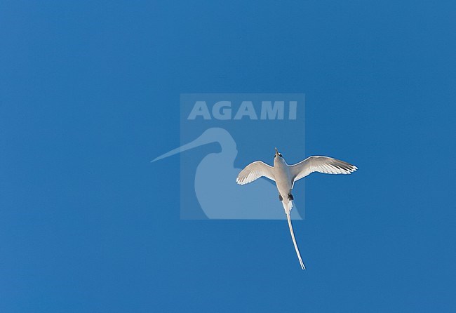 White-tailed Tropicbird, Phaethon lepturus ascensionis, Ascension Island in the south atlantic ocean. stock-image by Agami/Marc Guyt,