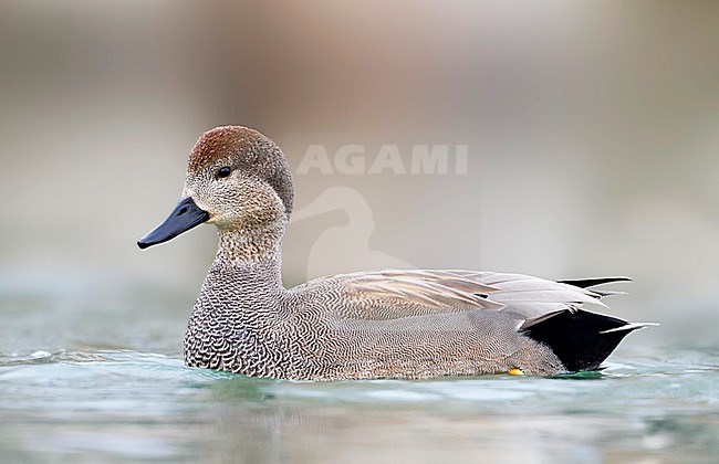 Gadwall - Schnatterente - Anas streperea, Switzerland, adult male stock-image by Agami/Ralph Martin,