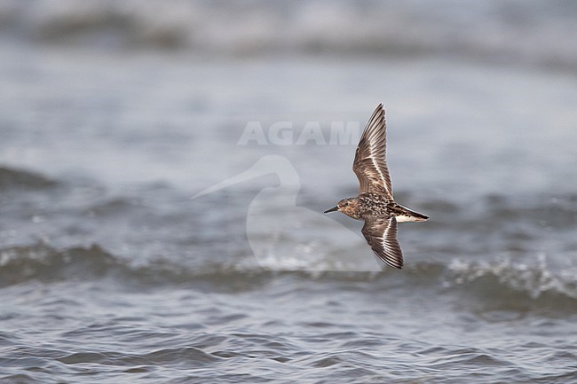 Adult Sanderling (Calidris alba) in flight over water at Blåvandshuk, Denmark stock-image by Agami/Helge Sorensen,