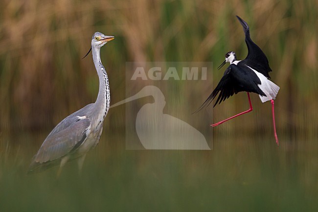 Blauwe Reiger aangevallen door Steltkluut; Grey Heron attacked by Black-wined Stilt stock-image by Agami/Daniele Occhiato,