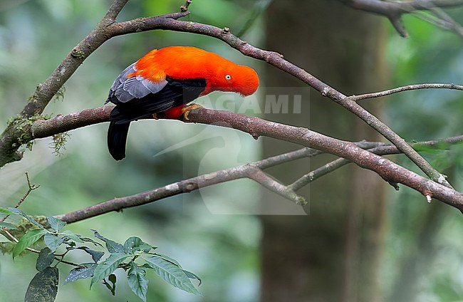Male Andean Cock-of-the-rock (Rupicola peruvianu) at its lek in the cloud forest of Manu National Park on the east Andean slope in Peru. stock-image by Agami/Marc Guyt,