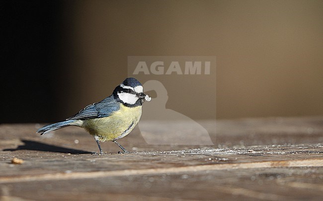 African Blue Tit (Cyanistes teneriffae teneriffae) in Tenerife, Canary Islands stock-image by Agami/Helge Sorensen,