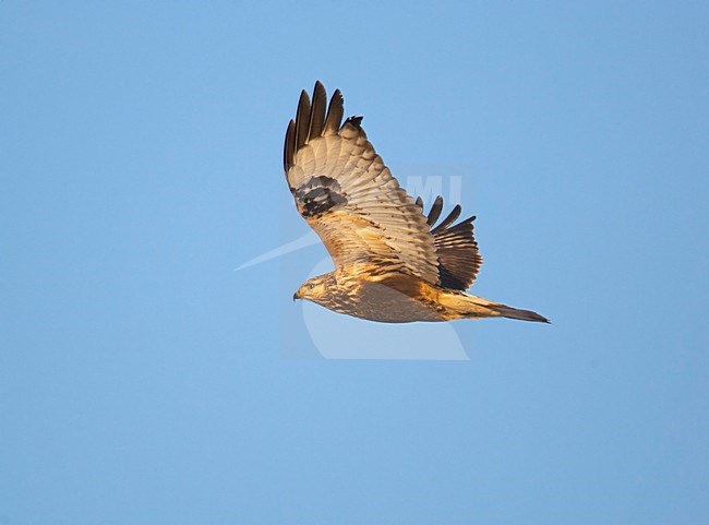 Rough-legged Buzzard flying; Ruigpootbuizerd vliegend stock-image by Agami/Markus Varesvuo,