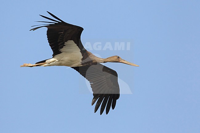 Juveniele Zwarte Ooievaar in de vlucht; Juvenile Black Stork in flight stock-image by Agami/Daniele Occhiato,