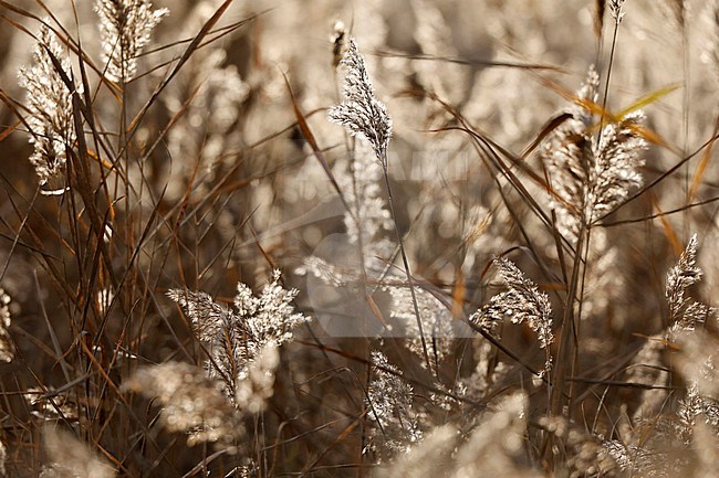 Rietveld ; Reeds stock-image by Agami/Chris van Rijswijk,
