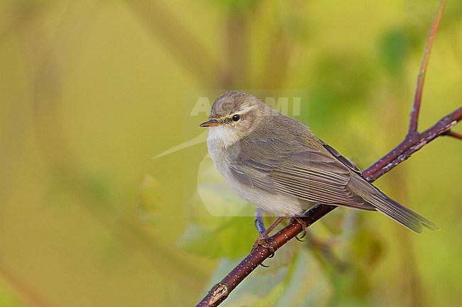 Willow Warbler - Fitis - Phylloscopus trochilus ssp. trochilus, Germany stock-image by Agami/Ralph Martin,