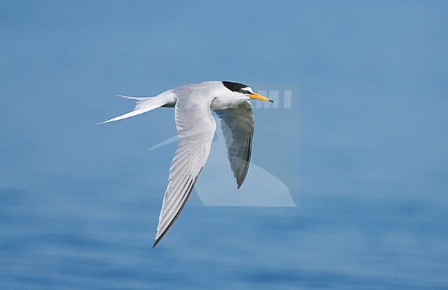 Dwergstern volwassen vliegend; Little Tern adult flying stock-image by Agami/Menno van Duijn,