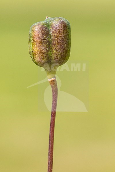 Snake's Head Fritillary seed box stock-image by Agami/Wil Leurs,