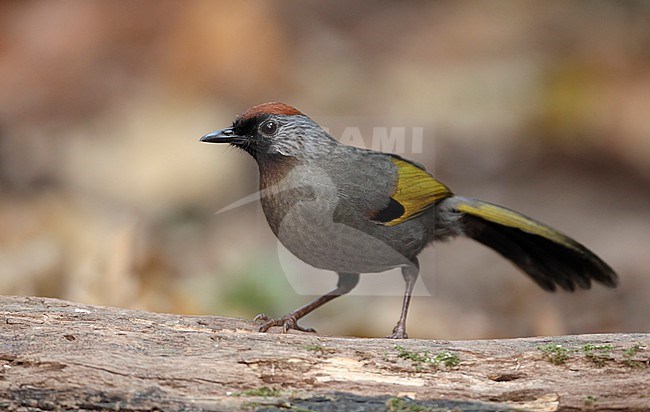 Silver-eared Laughingthrush (Trochalopteron melanostigma) at Doi Lang, Thailand stock-image by Agami/Helge Sorensen,