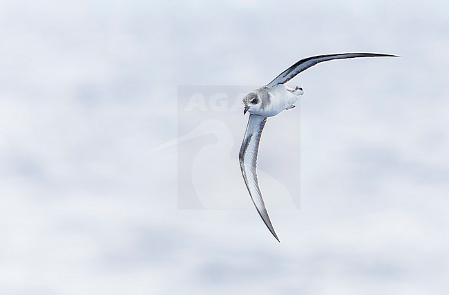 Black-winged Petrel (Pterodroma nigripennis) in flight over the Pacific Ocean near Norfolk Island, Australia. stock-image by Agami/Marc Guyt,