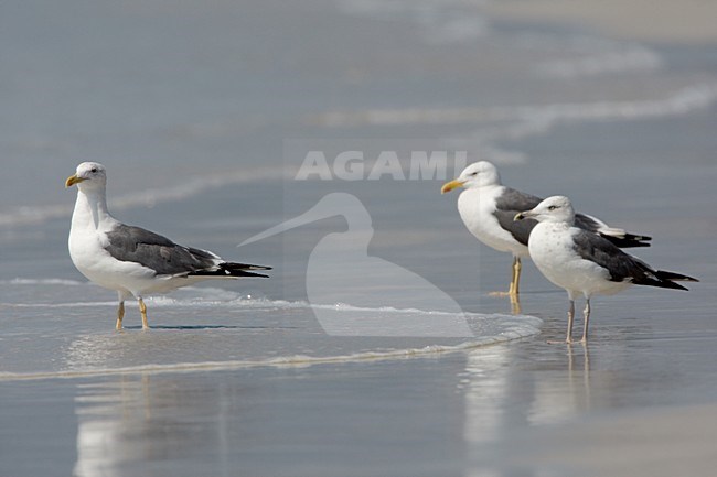 Heuglinsmeeuw op het strand; Heuglin's Gull on the beach stock-image by Agami/Daniele Occhiato,