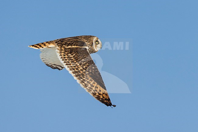 Velduil; Short-eared Owl stock-image by Agami/Daniele Occhiato,