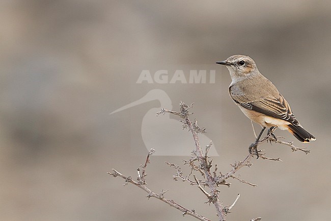 Persian Wheatear - Rostbürzel-Steinschmätzer - Oenanthe chrysopygia, Oman, adult stock-image by Agami/Ralph Martin,