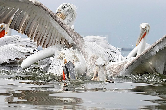 Dalmatian Pelican (Pelecanus crispus) feeding on fish on lake Kerkini in Greece. stock-image by Agami/Marcel Burkhardt,