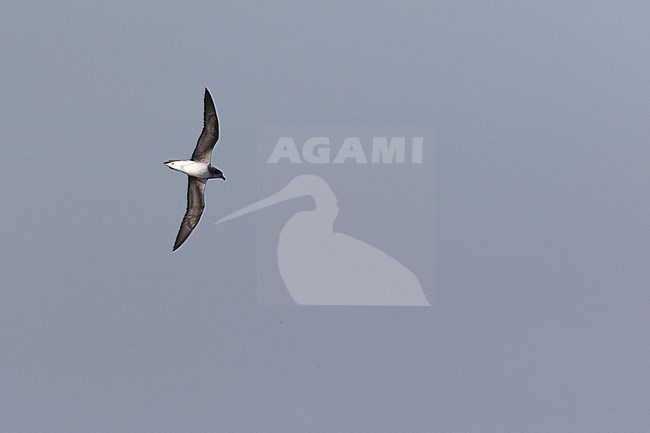 Cape Verde Petrel (Pterodroma feae) flying fast over the Atlantic Ocean off Cape Verde Islands. stock-image by Agami/Dani Lopez-Velasco,