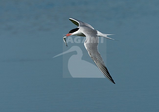 Visdief vliegend met visje; Common Tern flying with fish stock-image by Agami/Roy de Haas,