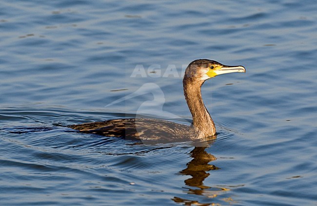 Aalscholver zwemmend; Great Cormorant swimming stock-image by Agami/Roy de Haas,