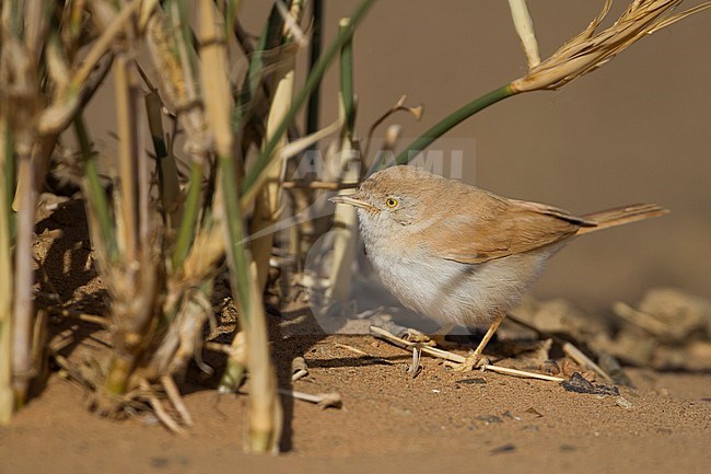 African Desert Warbler - SaharagrasmÃ¼cke - Curruca deserti, Morocco stock-image by Agami/Ralph Martin,