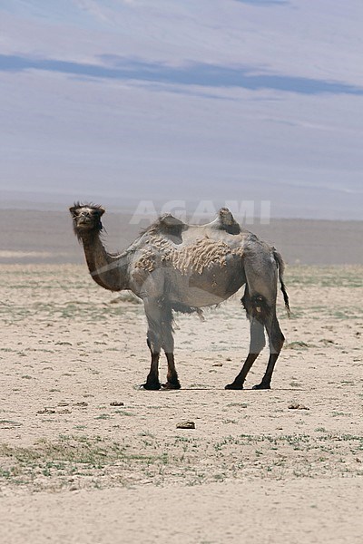 Domestic Camel, (Camelus ferus bactrianus) in the desert of Mongolia stock-image by Agami/James Eaton,