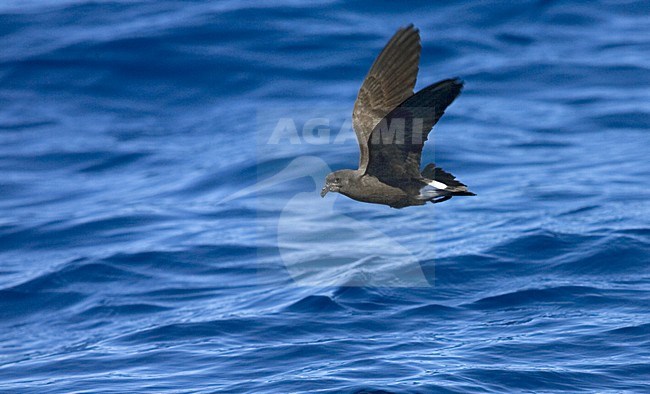 Band-rumped Storm-petrel flying;  Madeirastormvogeltje vliegend stock-image by Agami/Marc Guyt,