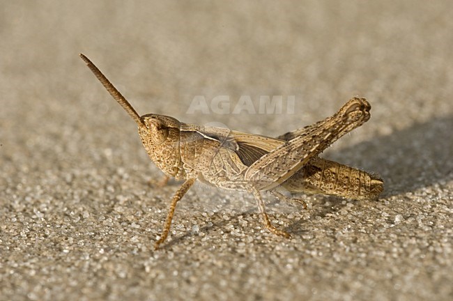 Field Grasshopper nimf on the street, Bruine Sprinkhaan nimf op de straat stock-image by Agami/Wil Leurs,