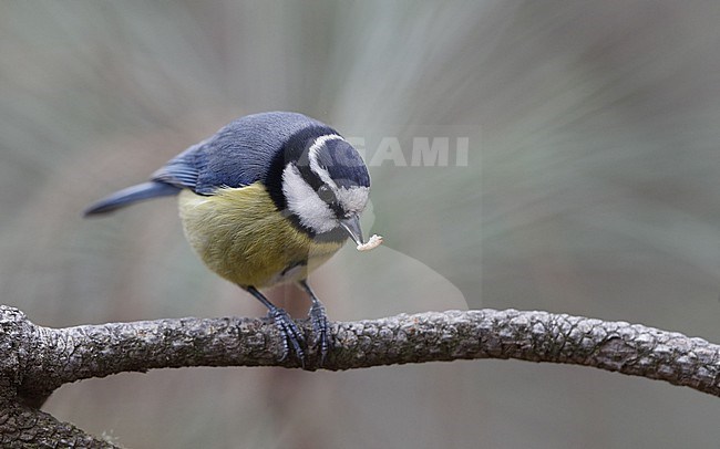 African Blue Tit (Cyanistes teneriffae teneriffae) in Tenerife, Canary Islands stock-image by Agami/Helge Sorensen,