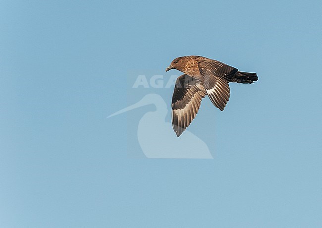 Second calendar year Great Skua (Stercorarius skua) flying over the Atlantic ocean off fisterra, Spain. With blue sky as background. stock-image by Agami/Dani Lopez-Velasco,