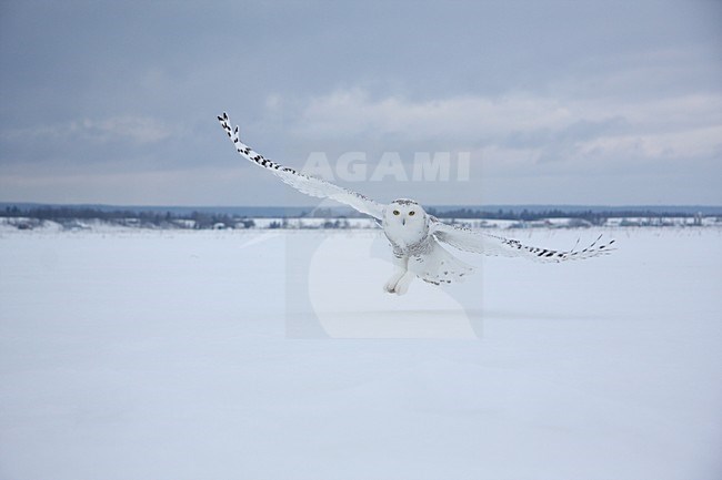 Sneeuwuil vliegend; Snowy Owl flying stock-image by Agami/Chris van Rijswijk,