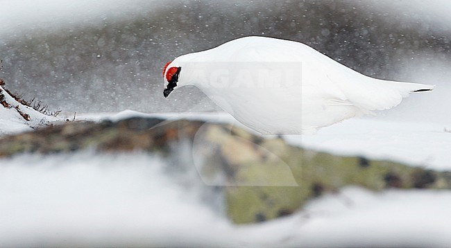 Ptarmigan male (Lagopus mutus) Utsjoki Finland April 2019 stock-image by Agami/Markus Varesvuo,