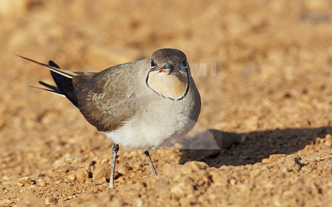 Vorkstaartplevier staand op grond; Collared Pratincole perched on ground stock-image by Agami/Markus Varesvuo,