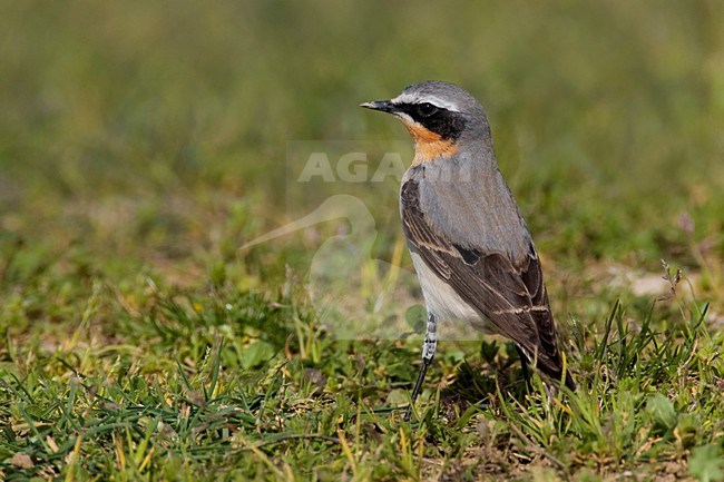 Mannetje Tapuit; Male Northern Wheatear stock-image by Agami/Daniele Occhiato,