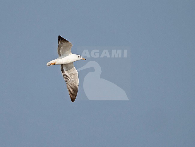 Winternig Brown-headed Gull, Chroicocephalus brunnicephalus, in Thailand. stock-image by Agami/Pete Morris,