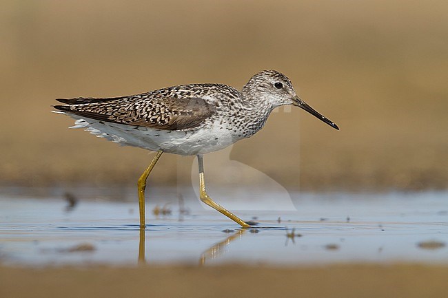 Marsh Sandpiper - TeichwasserlÃ¤ufer - Tringa stagnatilis, Kazakhstan, adult, breeding plumage stock-image by Agami/Ralph Martin,