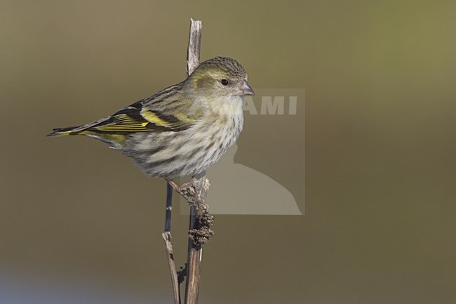 Vrouwtje Sijs; Female Eurasian Siskin stock-image by Agami/Daniele Occhiato,