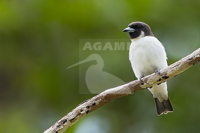 Fiji Woodswallow (Artamus mentalis) on Fiji in the South Pacific Ocean. stock-image by Agami/Dubi Shapiro,