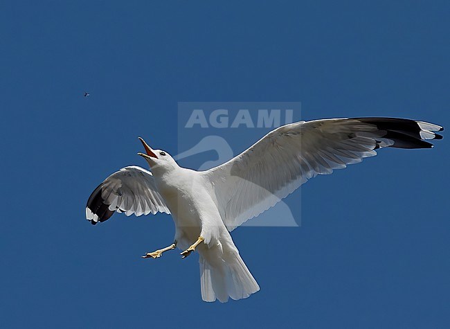 Common Gull (Larus canus) Utö Finland August 2016
catching an insect stock-image by Agami/Markus Varesvuo,