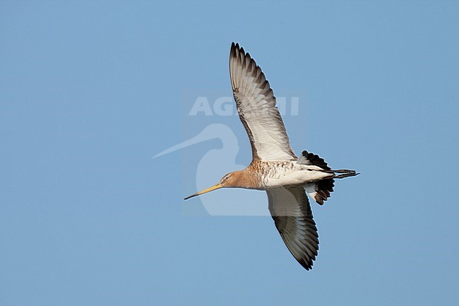 Grutto in vlucht, Black-tailed Godwit in flight stock-image by Agami/Arnold Meijer,