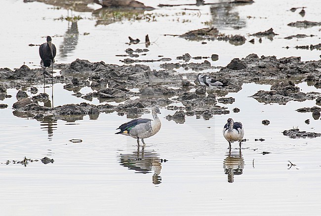 Knob-billed Duck (Sarkidiornis melanotos) in Tanzania. Pair together standing in shallow water. stock-image by Agami/Pete Morris,