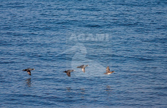 Four Harlequin Ducks (Histrionicus histrionicus) migrating along the coast of Hokkaido in Japan. stock-image by Agami/Marc Guyt,