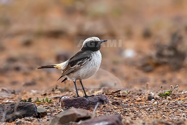 1st summer male North African Red-rumped Wheatear (Oenanthe moesta moesta) erched on a bush in Western Sahara stock-image by Agami/Vincent Legrand,