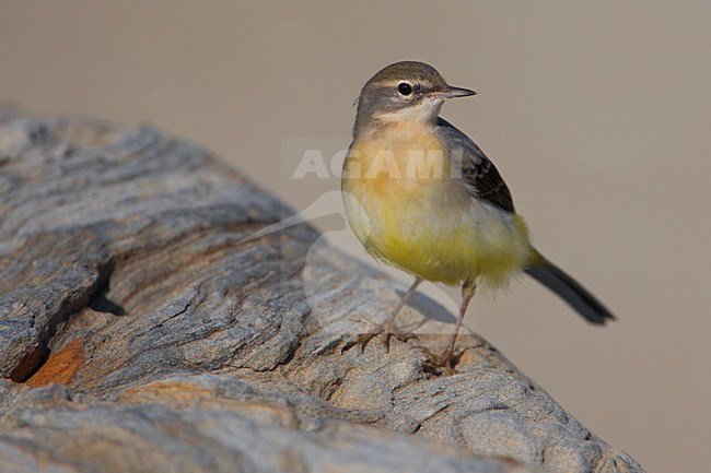 Grote Gele Kwikstaart staand op rots; Grey Wagtail perched on rock stock-image by Agami/Daniele Occhiato,